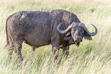 Obraz premium African Buffalo in Serengeti Cape Buffalo)