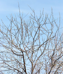 leafless tree branches against the blue sky