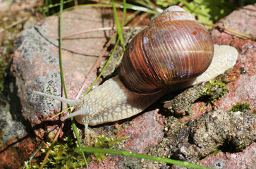 big snail close-up in the forest on stone