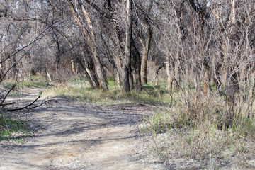 dirt road in the woods