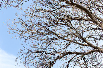 leafless tree branches against the blue sky