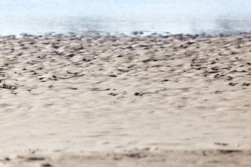 background of sand on the shore