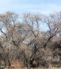 leafless tree branches against the blue sky