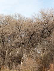 Fototapeta premium leafless tree branches against the blue sky