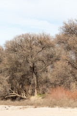 Fototapeta premium leafless tree branches against the blue sky