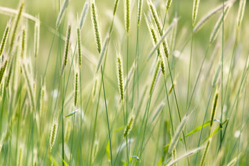 ears of wheat on the nature