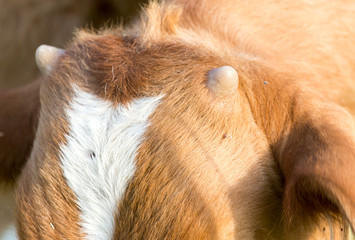 the horns of a cow