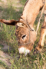 Donkey eating grass