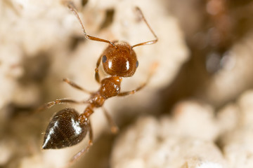 Ant. close