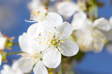 Fototapeta na wymiar white flowers on the tree in nature