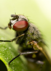 fly. close