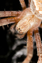 portrait of a spider. close