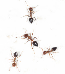 ants on a white wall