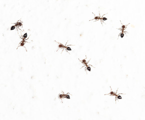 ants on a white wall