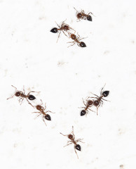 ants on a white wall