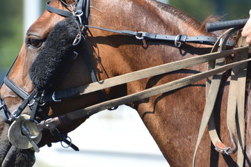 Obraz premium trotteur