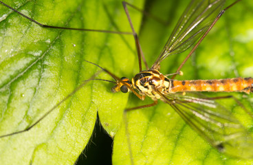 portrait of a mosquito. close