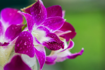 Dendrobium orchid flower