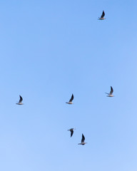 flock of birds in the sky