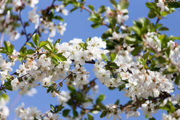 Fototapeta premium flowers on the tree against the blue sky
