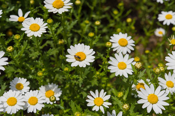 daisy flower field background