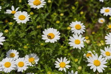 Photo sur Plexiglas Marguerites daisy flower field background