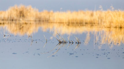 a lake with reeds at dawn in the autumn