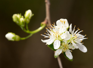 white flowers on the tree in nature