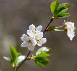 white flowers on the tree in nature