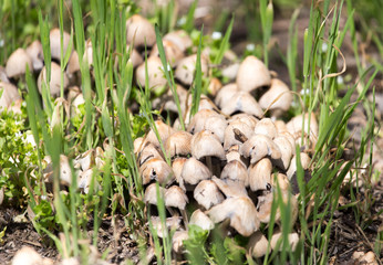 toadstool mushrooms nature spring