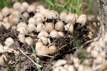 toadstool mushrooms nature spring