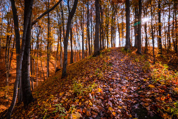 Autumn Forest Background. Picturesque Scene with Inviting Copy Space.