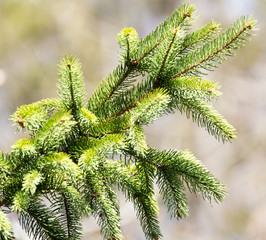 Fototapeta premium spruce branch on the nature