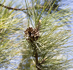 pine on nature