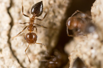 ant on the ground. Super Macro