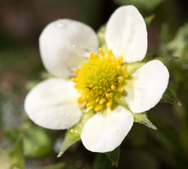 Obraz premium white flowers strawberry in nature. close-up
