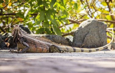 Iguana
