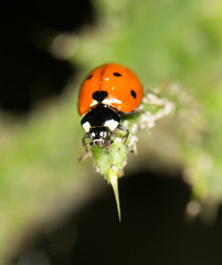 Obraz premium ladybird on nature. close