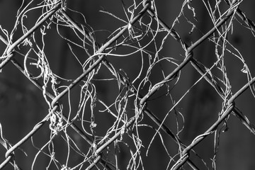 Obraz premium overgrown with metal mesh
