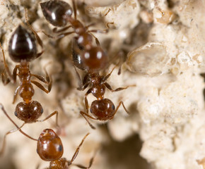 ant on the ground. Super Macro