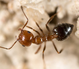 ant on the ground. Super Macro