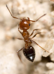 ant on the ground. Super Macro