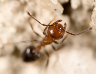 ant on the ground. Super Macro