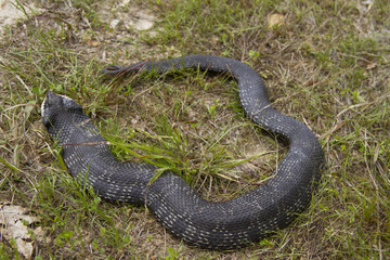 Hognose snake in the grass