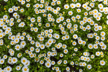 daisy field background