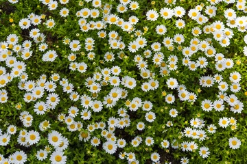 Printed roller blinds Daisies daisy field background
