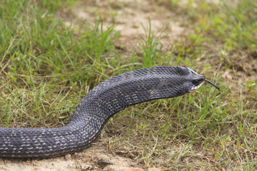Hognose snake (Heterodon platyrhinos) angry neck flare behavior