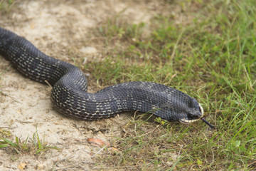 Angry black snake