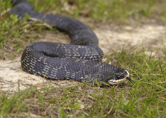 Hognose snake close up