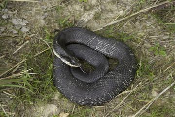 Eastern hognose snake coiled